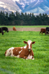 Fototapeta na wymiar Cattle Cows In Grazing Field