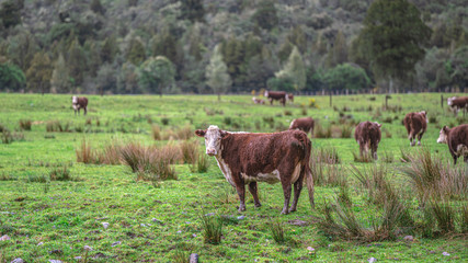 Cattle Cows In Grazing Field