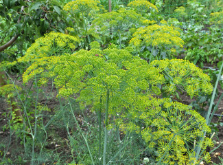 Fototapeta na wymiar Vegetable dill grows in the garden