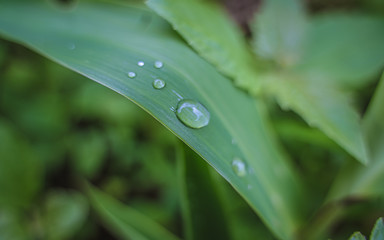 Water Drops On Green Leaf