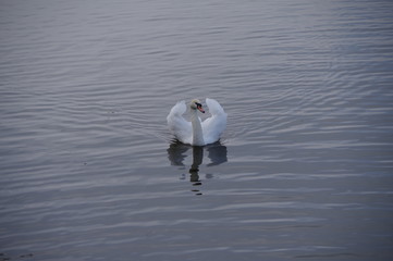 White swan on the lake
