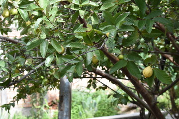 Arbol de frutas amarillas, hojas verdes y troncos cafes