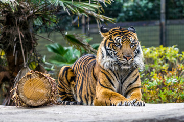 Sumatran tiger at the Zoological garden in Tokyo, Japan