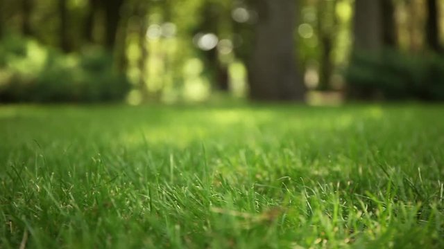 Fresh green lawn outdoor, grass on backyard (garden).