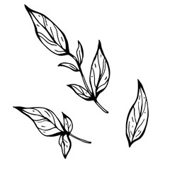 Branch with leaves. Hand drawn vector illustration. Monochrome black and white ink sketch. Line art. Isolated on white background. Coloring page.