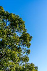 Obraz premium Beautiful green tree against a clear blue sky