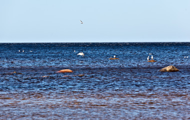 Seagulls flying over the Baltic Sea