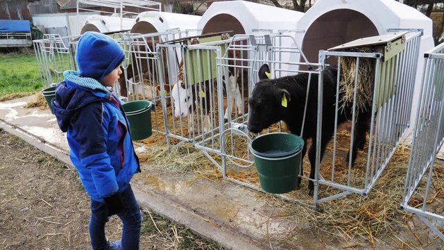 Kleiner Junge f&uuml;ttert ein Kalb auf einem Bauernhof