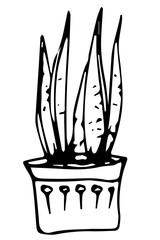 Snake plant in pot, succulent, aloe, ink drawn,.Print with exotic plant.Hand drawn illustration.