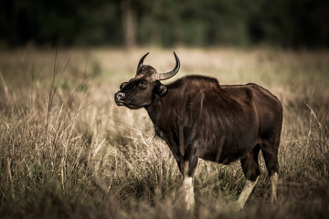 Gaur or Indian Bison or bos gaurus fine art image at bandhavgarh national park or tiger reserve, madhya pradesh, india