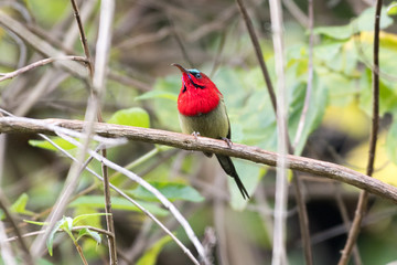 Crimson Sunbird is a species of bird in the sunbird family which feed largely on nectar, although they will also take insects, especially when feeding the young.