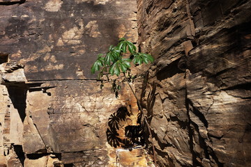 The plant palm before the texture of stone of the rock on a sunny day with the micro shadows