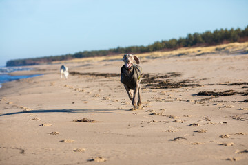 on beach with weimaraner breed dog