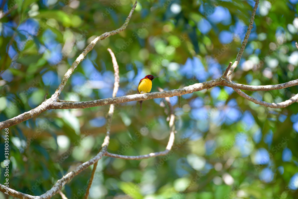 Wall mural small sunbird in the spring with colorful, blue sky and beauty in nature