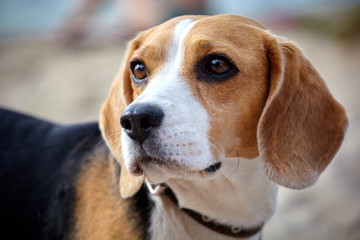 Portrait of Beagle dog walking around