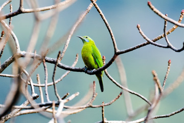 bird on branch Leafbird