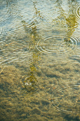 rain circles on the transparent surface of the water in shallow water. A warm spring rainy day