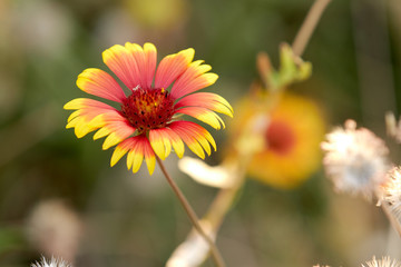 Gaillardia with red and yellow petals on blurred background