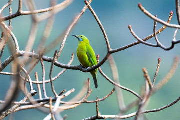 bird on branch Leafbird