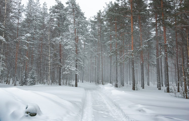 Winter pine forest landscape. Snow covered trees and road