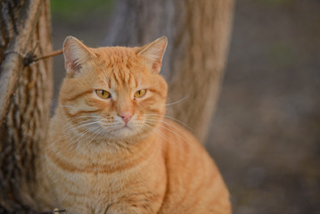 cat, animal, pet, feline, kitten, nature, domestic, cute, fur, red, mammal, kitty, wild, tabby, lynx, grass, wildlife, hunter, bobcat, cats, green, beautiful, eye, eyes, predator