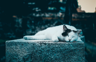 Śpiący kot - obrazy, fototapety, plakaty