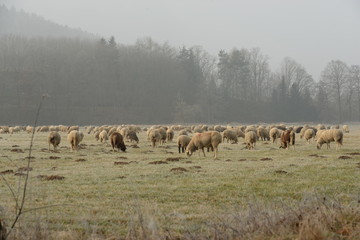 Winteridyll mit Schafen. Schafherde auf einer winterlichen Wiese