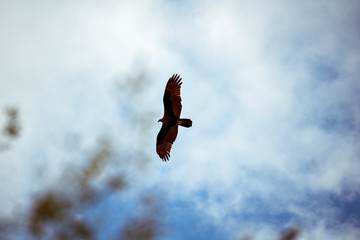Vulture flying in the blue sky