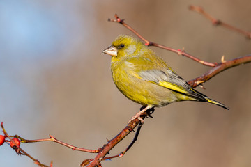 European male goldfinch (chloris chloris), sitting on a branch on a homogeneous blurred background.