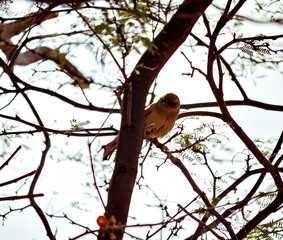  Algaroba and the bird