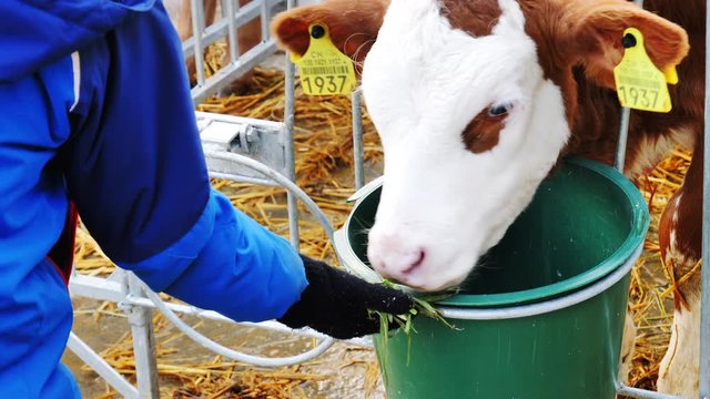 Kleiner Junge f&uuml;ttert ein Kalb auf einem Bauernhof