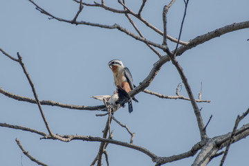 Collared Falconet is a species of bird of prey in the Falconidae family. It is found in the Indian Subcontinent and Southeast Asia, ranging across Bangladesh, Bhutan, Cambodia, India.