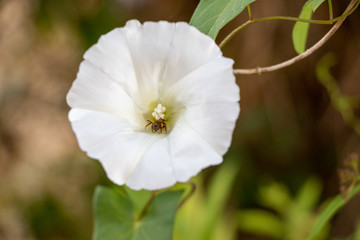 A honey bee collecting pollen from a white flower. 