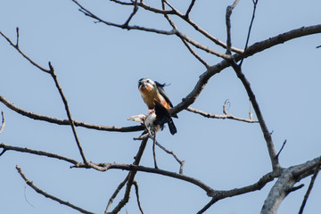 Collared Falconet is a species of bird of prey in the Falconidae family. It is found in the Indian Subcontinent and Southeast Asia, ranging across Bangladesh, Bhutan, Cambodia, India.