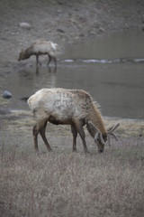 Two elk in water in yellowstone, USA
