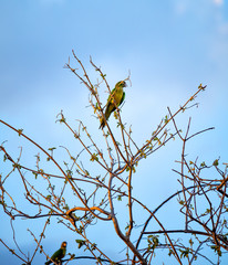 Bird on a branch