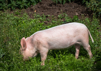 A piglet foraging in grass.