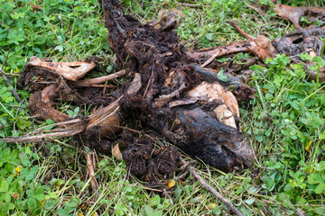 decomposing wild boar in the forest