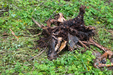 decomposing wild boar in the forest