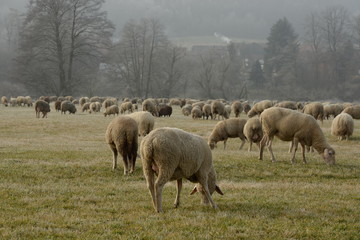 Gemeinsam. Schafherde im Winter