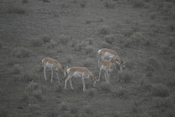Deer in yellowstone, USA