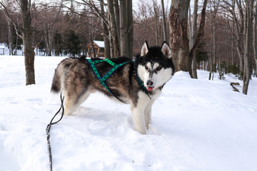 Husky dog ​​in the mountains. Dovbush rocks in winter. Travel.
