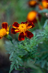 Marigold,yellow flower,Marigold tree,orange marigold,Marigold petals