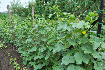 In the garden, cucumbers using the grid as a support