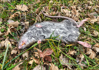 Big rat lying down dead on the grass.