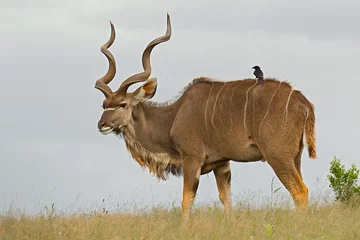 Fotobehang grote mannelijke koedoe-antilope die op een heuvel staat met een ossenpikvogel op zijn rug © bondsza