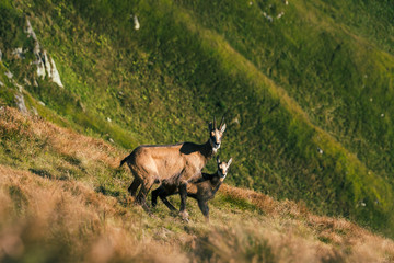 Adult chamois mountain goat protects baby chamois in high altitude Tatra mountains