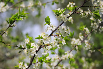 Blossoming of plum white flowers in spring time, natural seasonal background