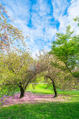 Fototapeta premium A pair of Cherry blossom trees stands on the Lawn and many fallen Cherry petals cover the lawn under the trees in the blue sky in Central Park New York City NY USA on May 05 2019.