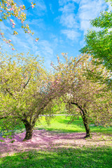 Fototapeta premium A pair of Cherry blossom trees stands on the Lawn and many fallen Cherry petals cover the lawn under the trees in the blue sky in Central Park New York City NY USA on May 05 2019.